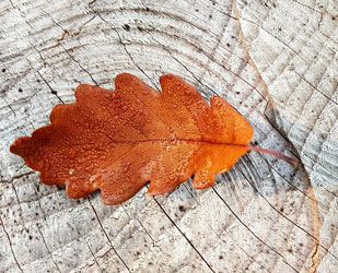 Autumn Leaves Around House When Is The Best Time To Sell A House