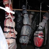 Halloween Bodies