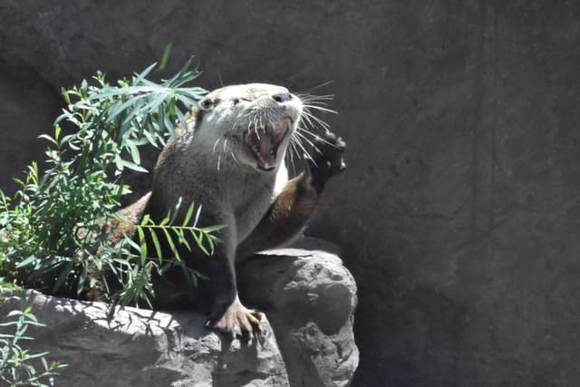 sea otter waving