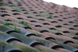 grass on roof